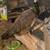 Peahen 2 thumbnail