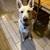 White German Shepherd Puppies 9 thumbnail