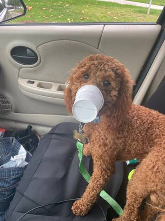 Cockapoo perdido Mason (95841)63848873860483121