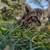 Kittens 3 thumbnail