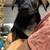 Free Puppies 8 weeks old / Doberman + German Shepard Mix / 4 thumbnail