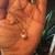 14k Yellow Gold Necklace with Natural Akoya Pearl   Excellent Conditio 6 thumbnail