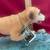 Yellow Labrador Chasing Duck "Dog Figurine Large Special DFLS24B 6 thumbnail