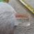 speedy gonzales doll toy 1971 warner brothers plush looney tunes mexic 3 thumbnail
