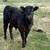 Angus Bull 1 thumbnail