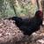 4 young  roosters Olive Egger and Black Copper Maran 2 thumbnail