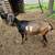 Nigerian Dwarf goats 8 thumbnail