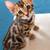 SmartBengalKitty 2 thumbnail