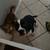 English bulldog/ American cocker spaniel 2 thumbnail
