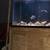 TWO (dark Grey) large fish. 3 thumbnail