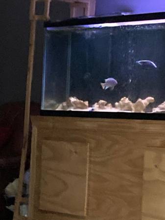 TWO (dark Grey) large fish. (MORTON GROVE)63844236794369122