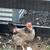 Laying Hens for Sale 7 thumbnail