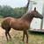 11 yr old Paso mare 2 thumbnail