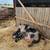 Kune Kune Piglets 11 thumbnail