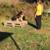 Dog training 17 thumbnail