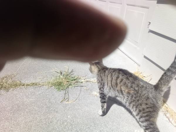 Regalo gratis de gato de alrededor de 7 meses de edad (Fairfield California)63874129850241122