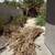 Palm Tree trimming shrub trimming Landscape clean up 4 thumbnail