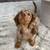 DachshundPuppLoves  (917 32(three)-4727) Text Me 2 thumbnail