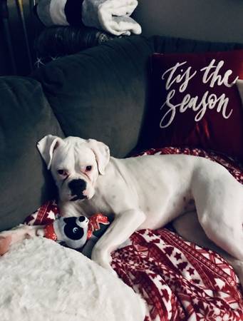 Cutestboxers puppys 1