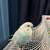 Rehome Male Parakeet 2 thumbnail