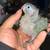Green cheek conure 1 thumbnail