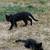 Two black kittens 1 thumbnail