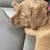 Chesapeake Bay Retriever puppy 4 thumbnail