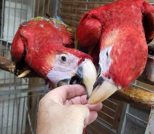 Ruby Macaws, Hand fed babies LARGE Parrot type bird hybrid (Vista)63870147860737120