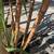 Halalii Sugarcane Plants 2 thumbnail