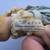 *~~~ Vintage Madame Alexander Doll ~ Tiny Betty ~ BUTCH ~~~* 4 thumbnail
