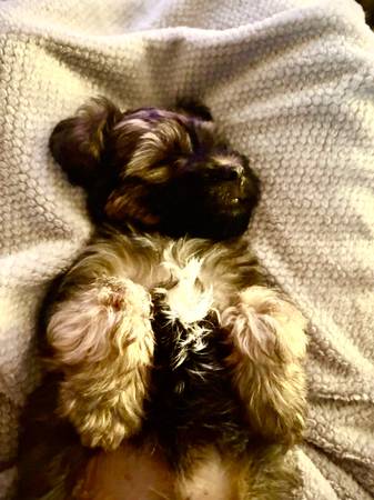 Morkipoo macho de 10 semanas (Albuquerque)63625176050179122