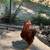 Rhode Island Red Roosters 1 thumbnail