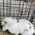 Rabbits (2) 2 thumbnail