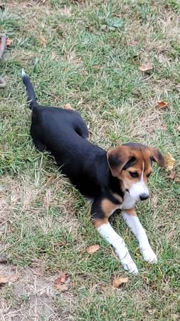 6 month female beagle (Odessa)63791636259201121