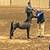 Miniature Horses for sale 4 thumbnail