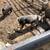 Feeder pigs 1 thumbnail