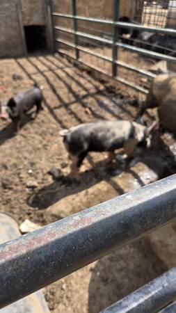 Feeder pigs 1