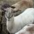 Katahdin whethers and ewes 7 thumbnail