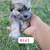 **Yorkipoo puppies** 2 thumbnail