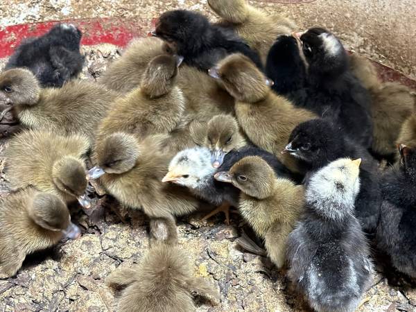Baby chicks 1