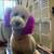 Experienced Pet Groomer 6 thumbnail