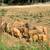 Feeder Pigs Pullets & Meat Rabbits 2 thumbnail