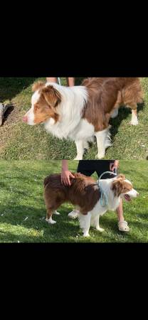 Aussie 1