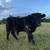 Scottish Highland Cattle Bull Calf 3 thumbnail