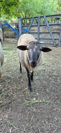 Sheep/borregos (hollister)63862000205825123