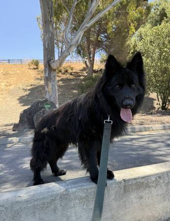 GERMAN SHEPHERD (san jose east)63869605782147120