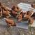 Laying hens 3 thumbnail