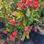 Mature Succulents For Landscaping 13 thumbnail