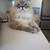 Lost cat 8 thumbnail
