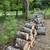 Free Firewood- near Diamond Point 3 thumbnail